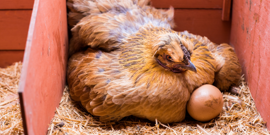 Broody Hens Top 5 Tips for Dealing with Broody Hens Manna Pro